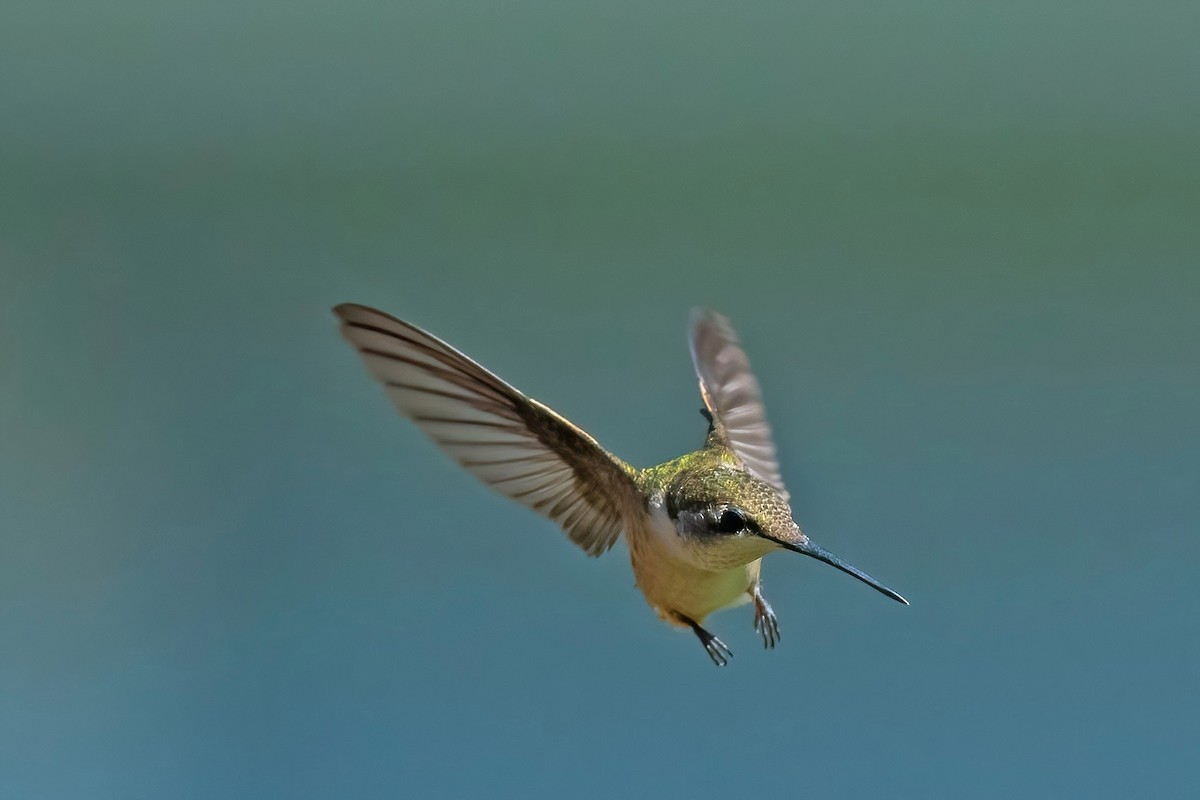 Ruby-throated Hummingbird - ML641931359
