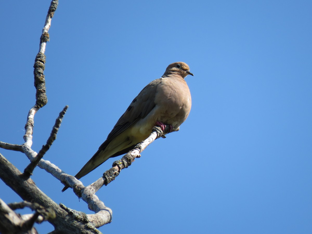 Mourning Dove - ML641931379