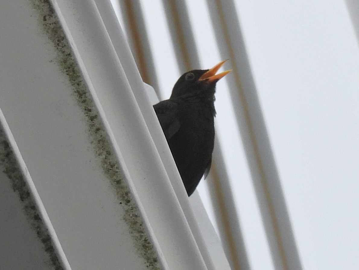 Eurasian Blackbird - ML641931383