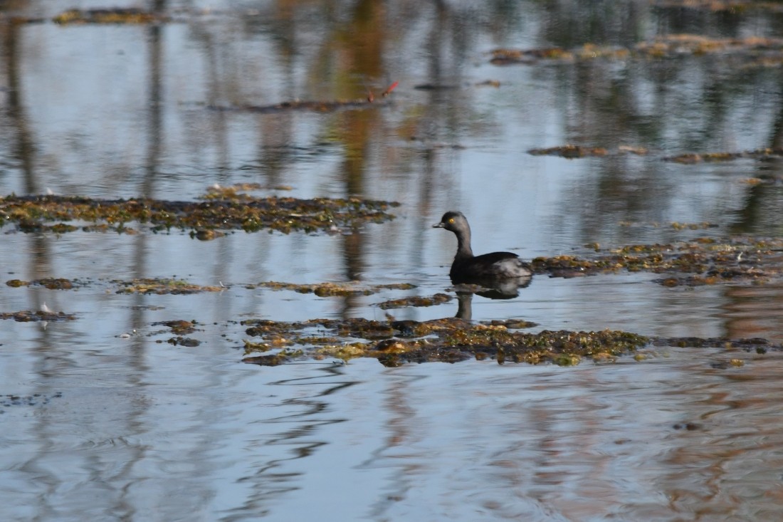 Least Grebe - ML641931389