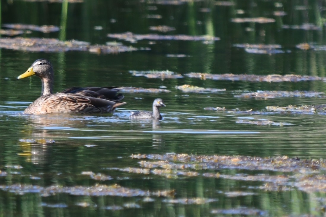 Least Grebe - ML641931391