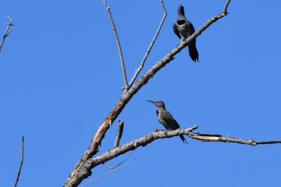 Gilded Flicker - ML641931393