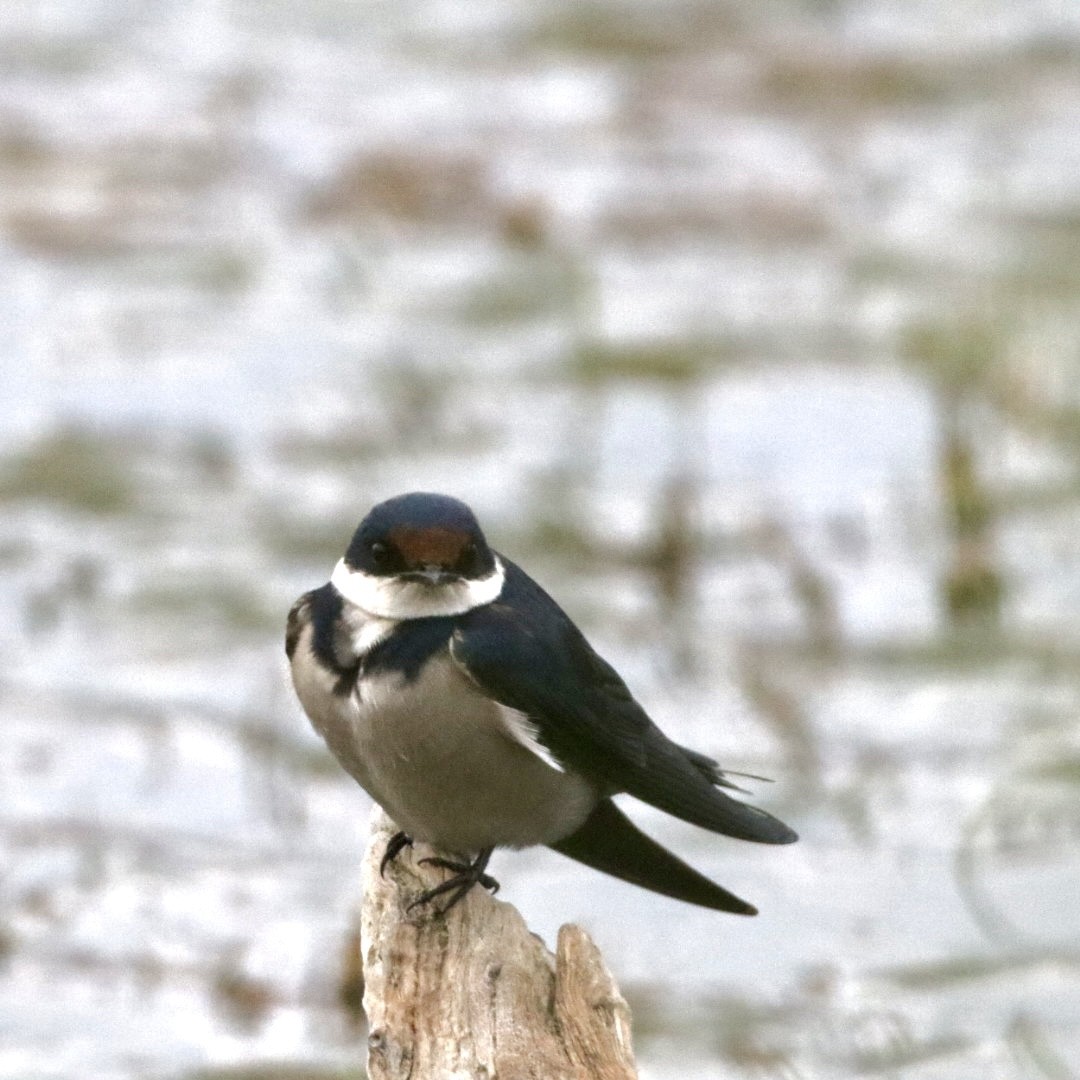 White-throated Swallow - ML641931399