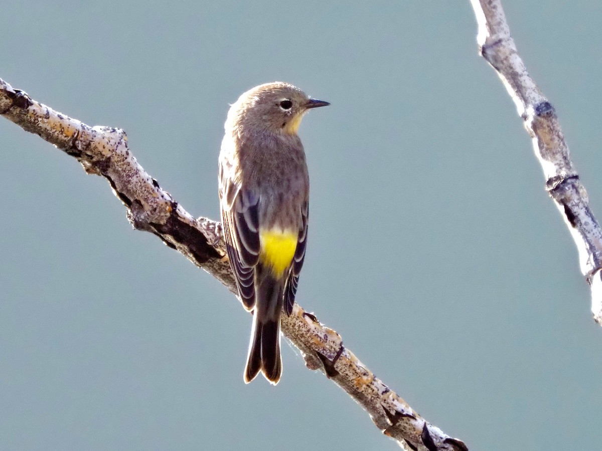 Yellow-rumped Warbler (Audubon's) - ML641931407