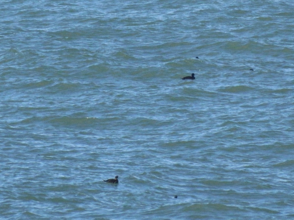 Common Scoter - ML641931416