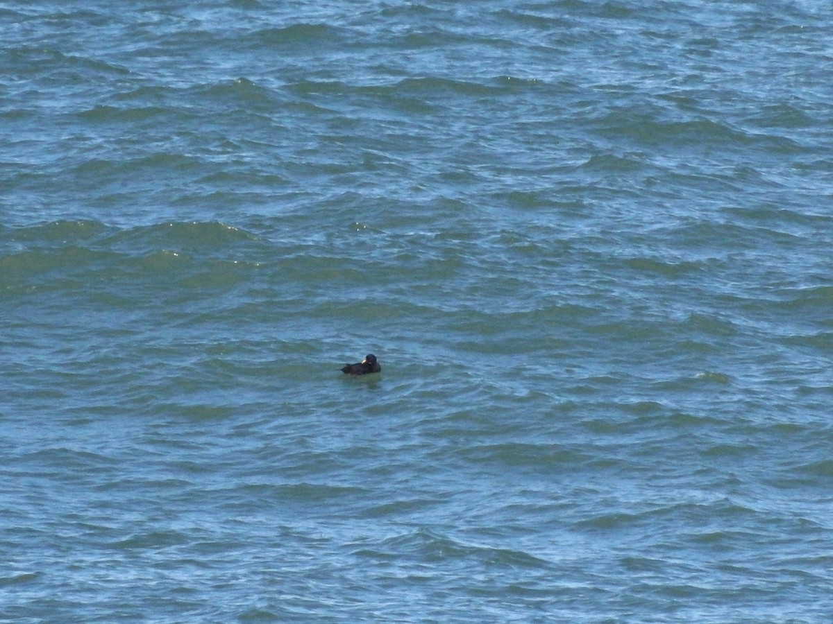 Common Scoter - ML641931417