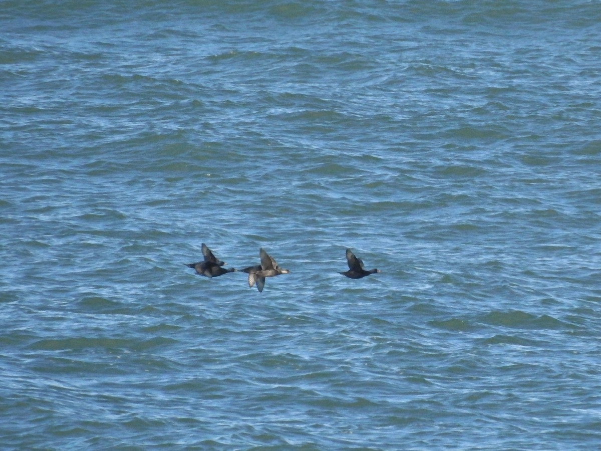 Common Scoter - ML641931419