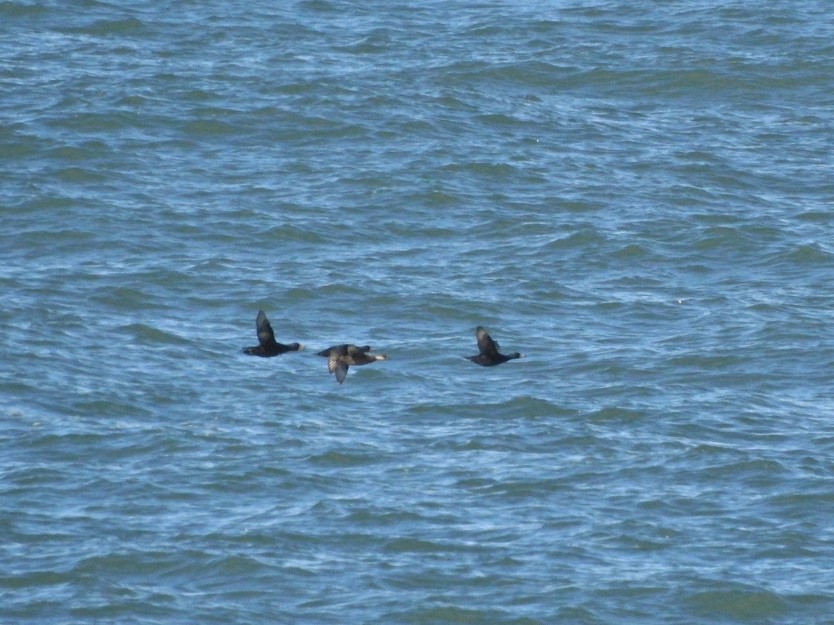 Common Scoter - ML641931420