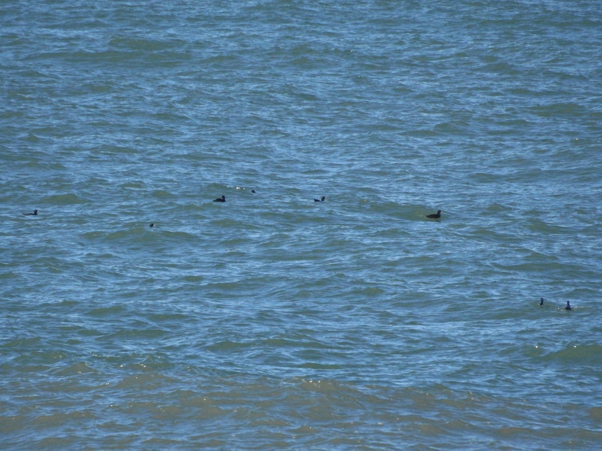 Common Scoter - ML641931422