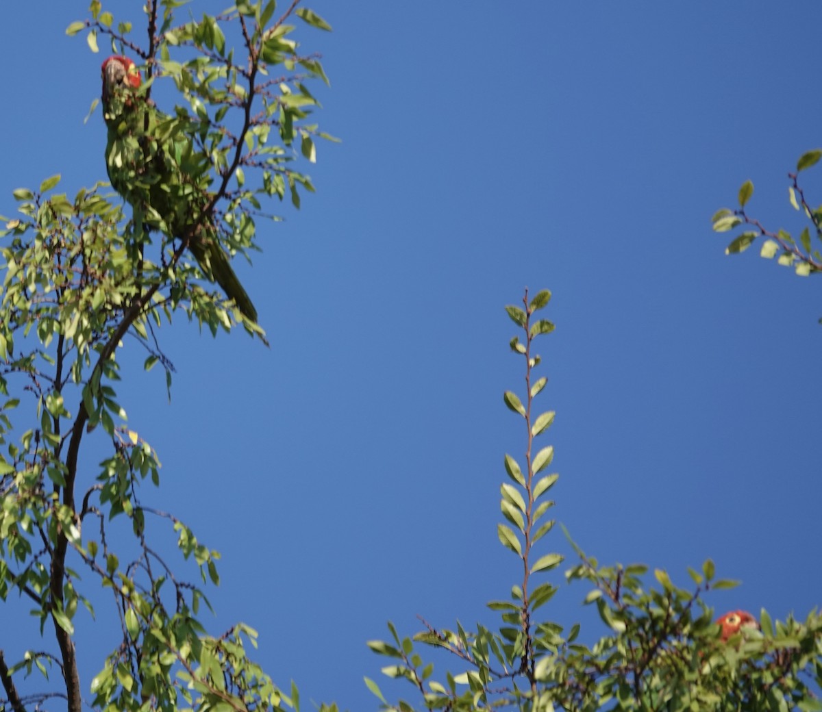 Red-masked Parakeet - ML641931433