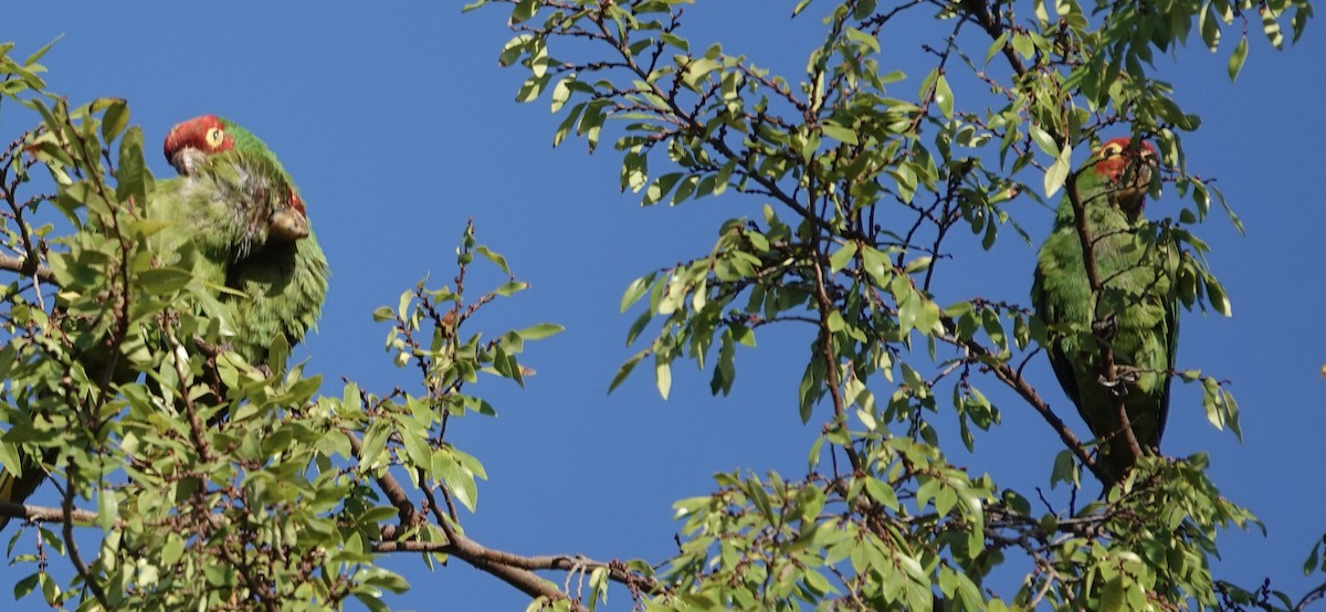 Red-masked Parakeet - ML641931436