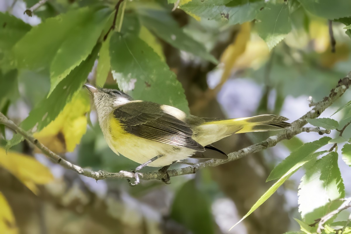 American Redstart - ML641931439