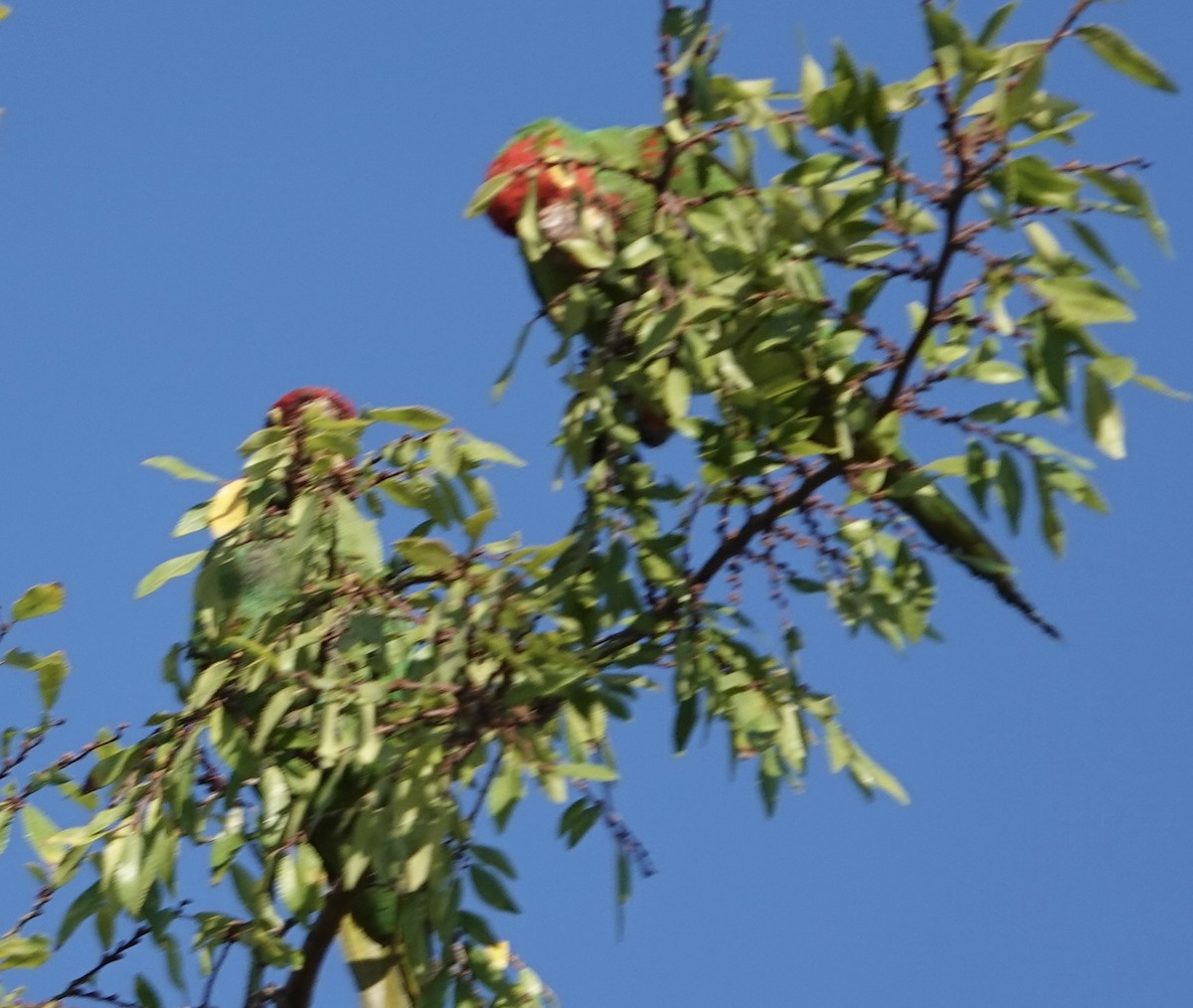 Red-masked Parakeet - ML641931440