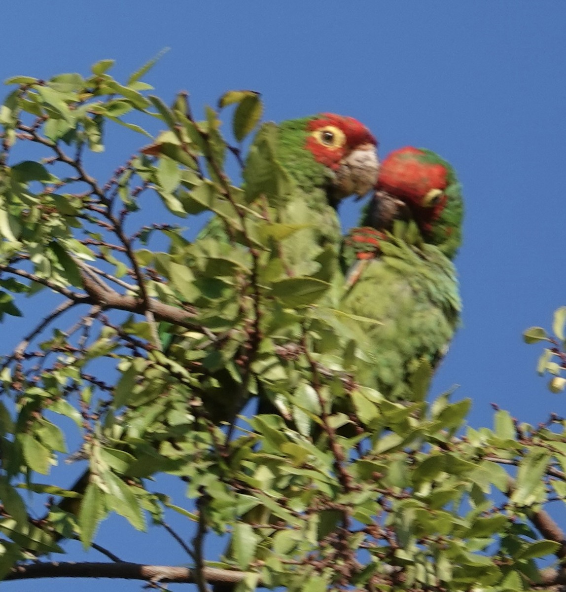 Red-masked Parakeet - ML641931441