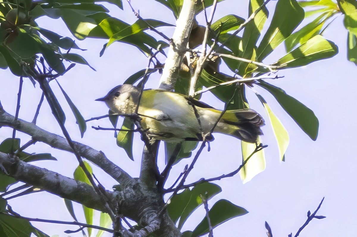 American Redstart - ML641931443