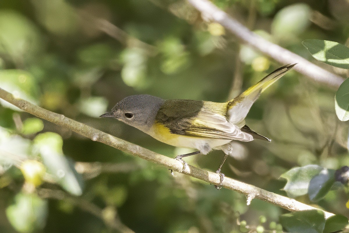 American Redstart - ML641931445
