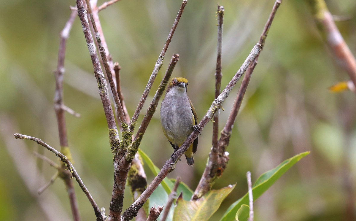 Olive-capped Flowerpecker - ML641931455
