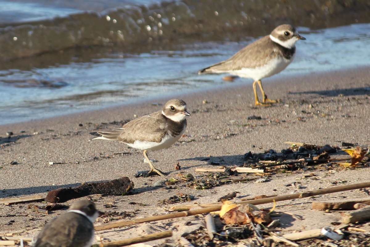 Semipalmated Plover - ML641931466