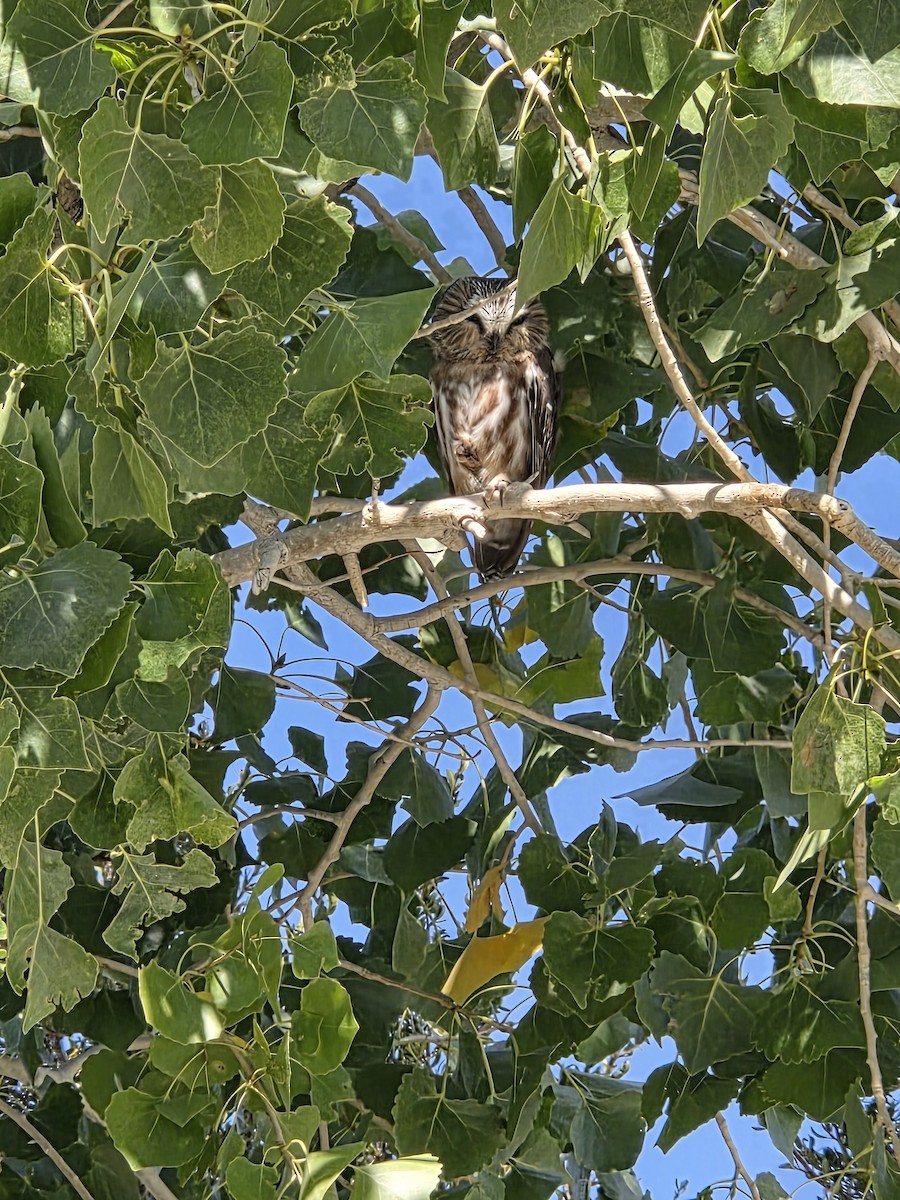 Northern Saw-whet Owl - ML641931494