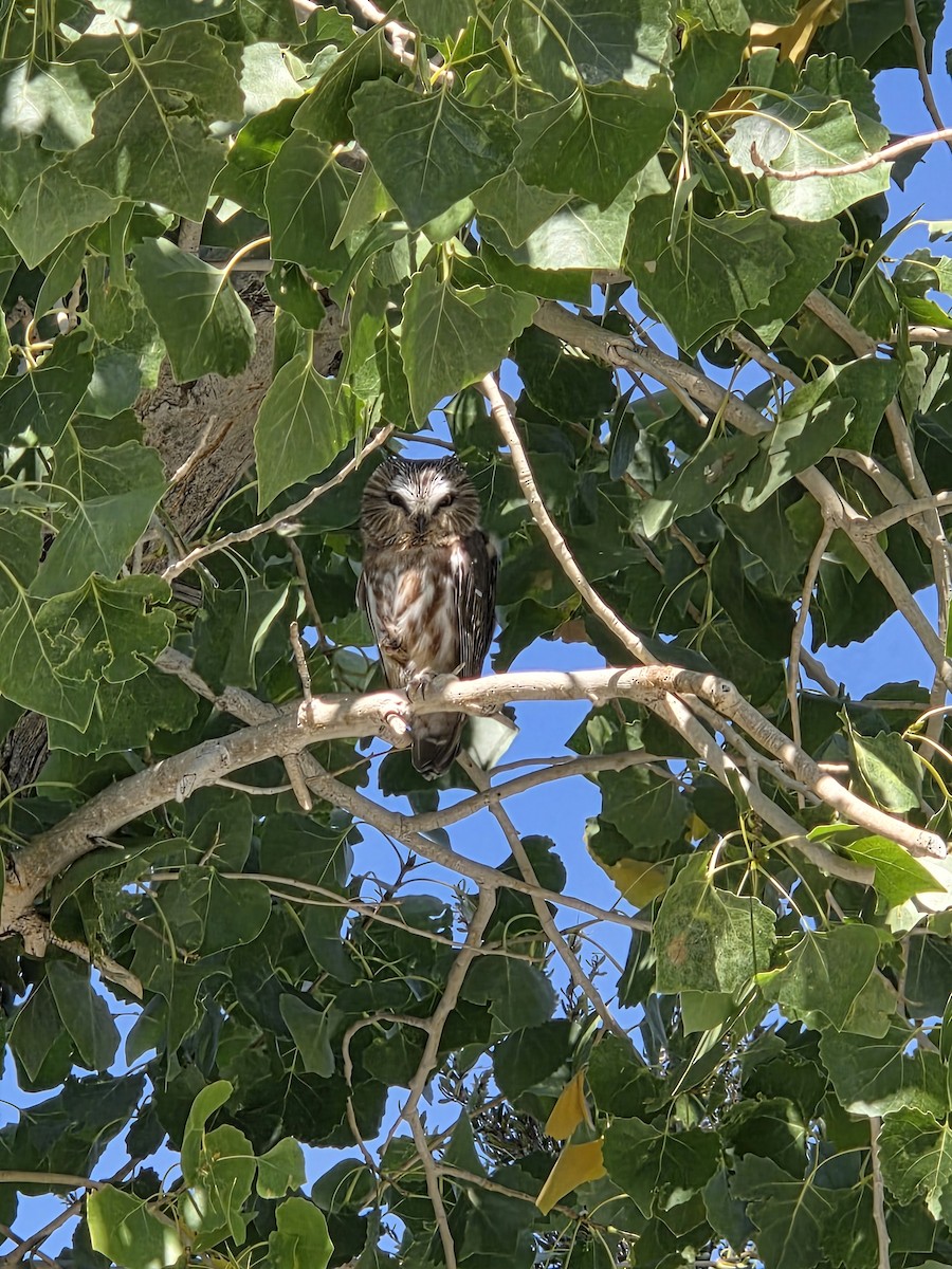 Northern Saw-whet Owl - ML641931495