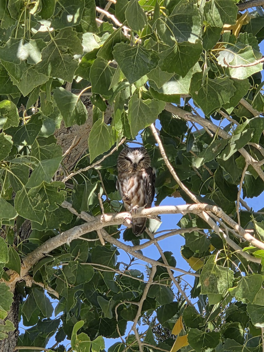 Northern Saw-whet Owl - ML641931496