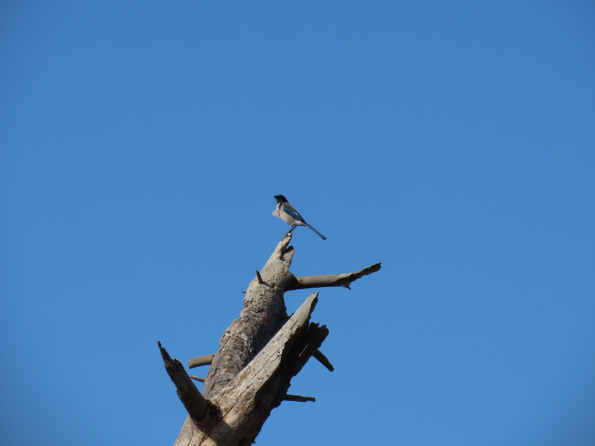 California Scrub-Jay - ML641931511