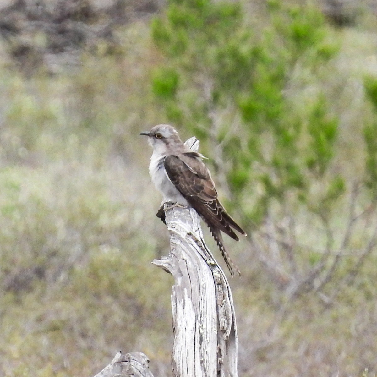 Pallid Cuckoo - ML641931515