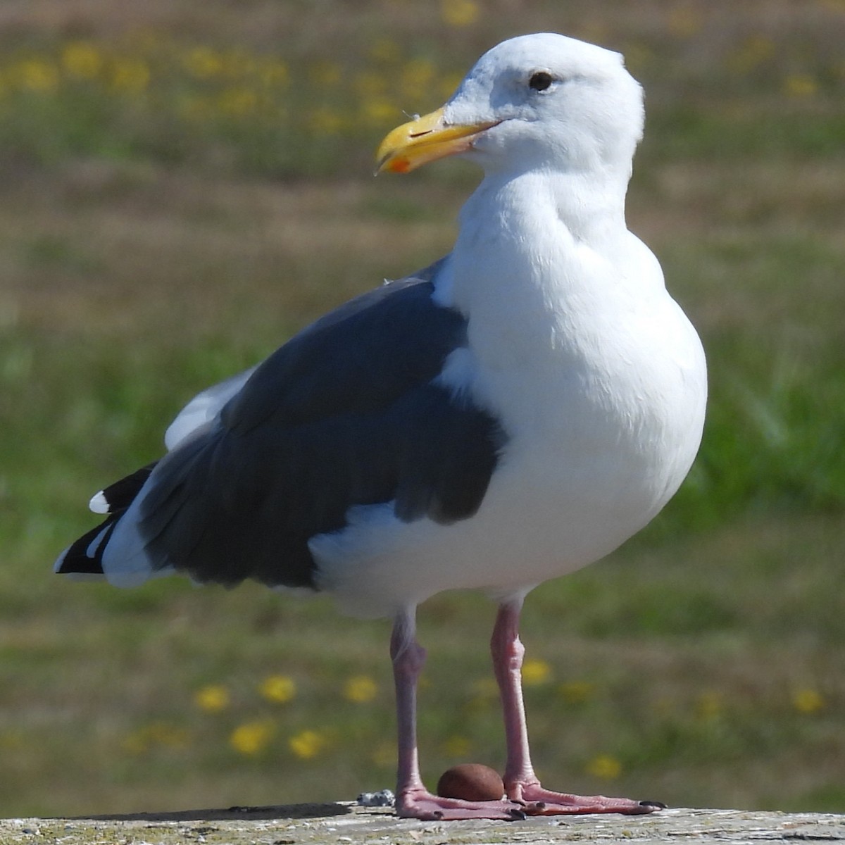 Western Gull - ML641931518