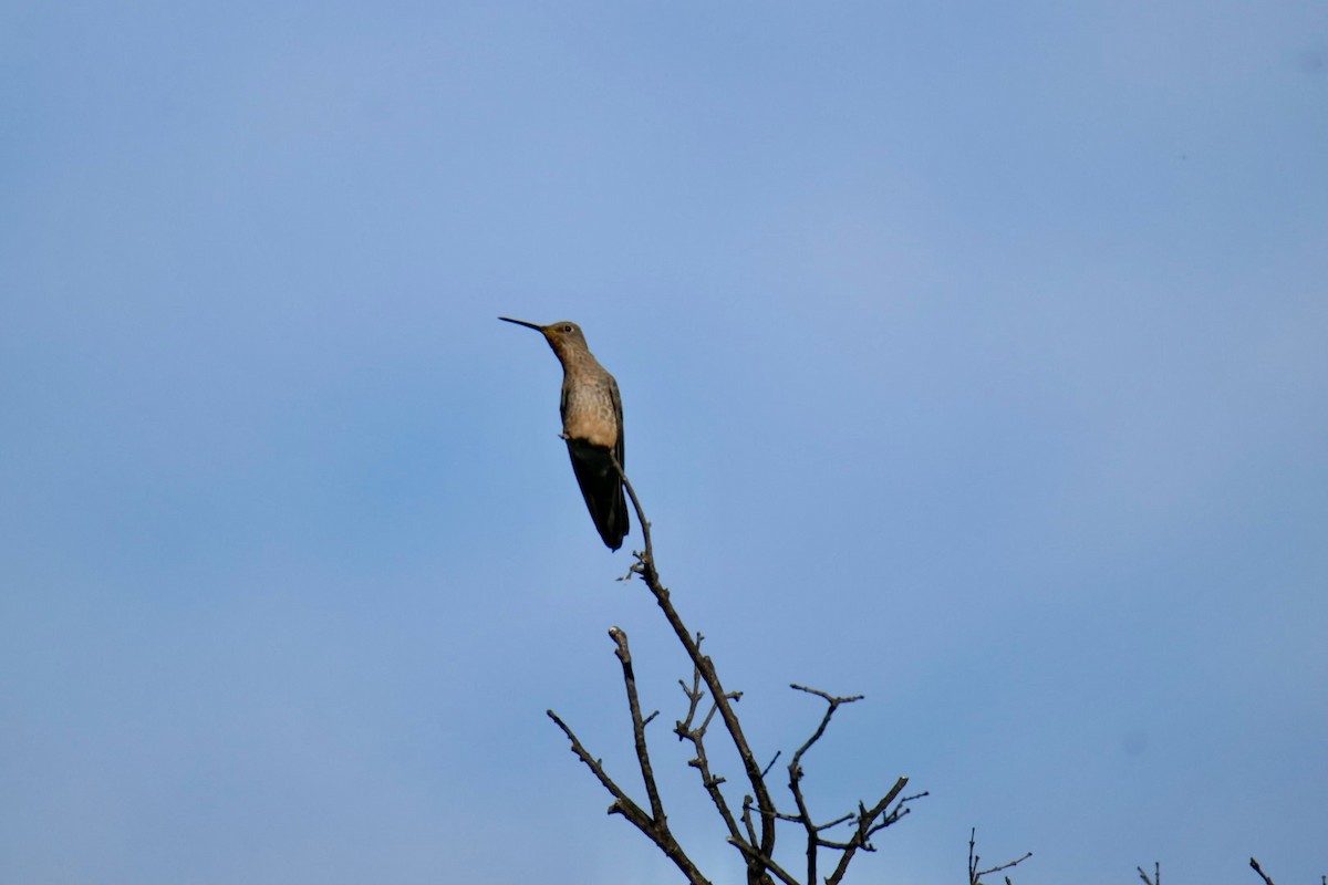 kjempekolibri - ML641931523