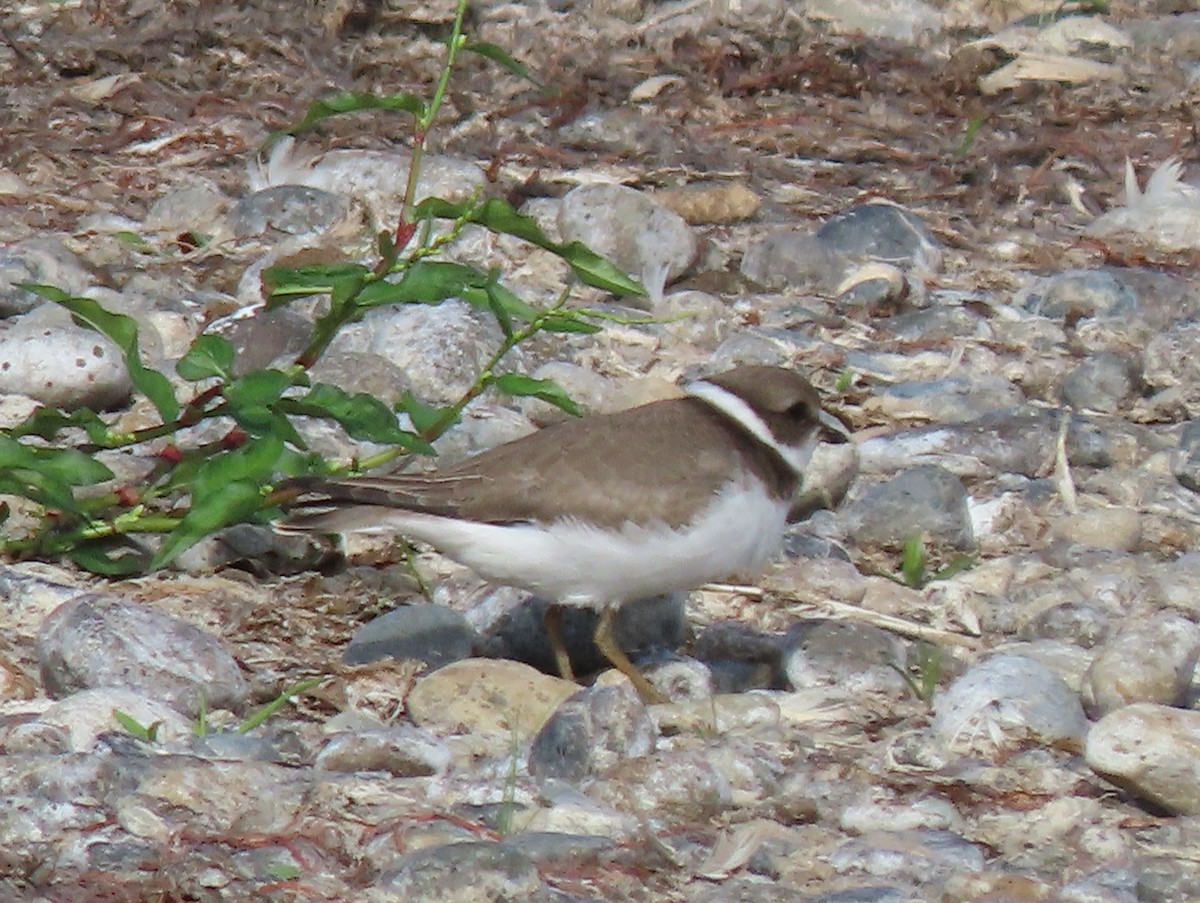 Semipalmated Plover - ML641931528