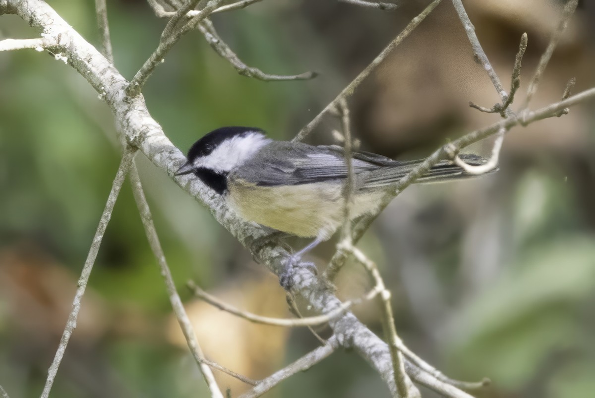 Carolina Chickadee - ML641931536