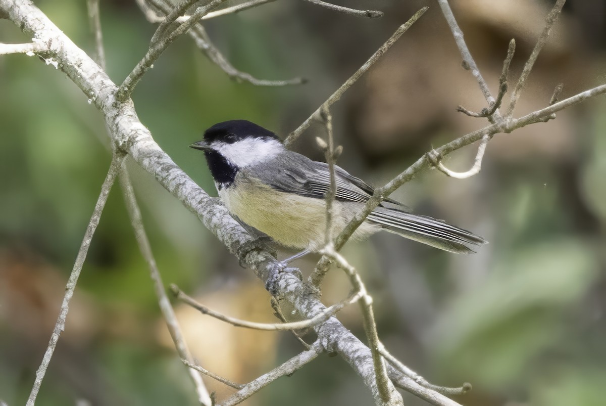 Carolina Chickadee - ML641931540