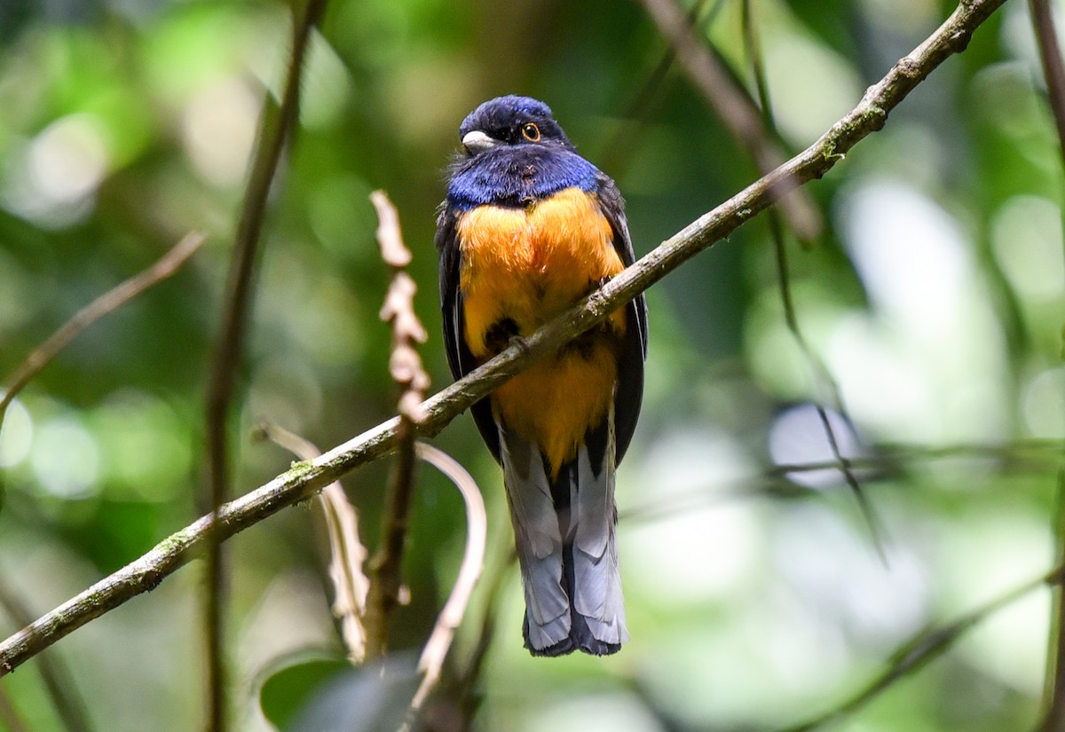 Surucua Trogon (Orange-bellied) - Bruce Wedderburn