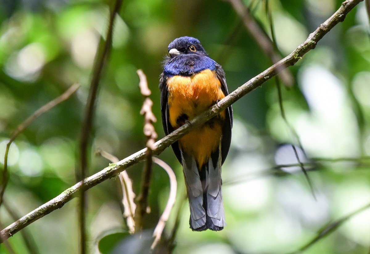 Surucua Trogon (Orange-bellied) - Bruce Wedderburn