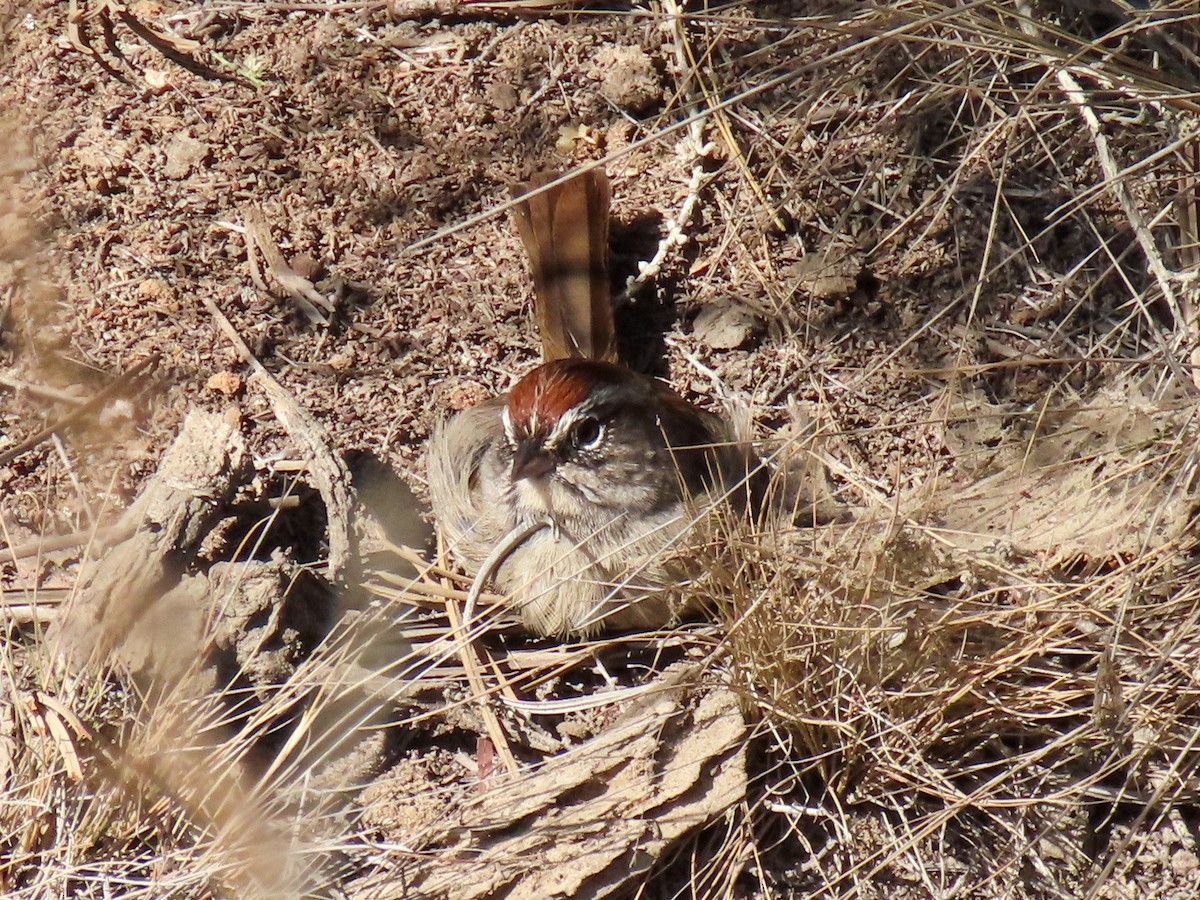 Rufous-crowned Sparrow - ML641931572