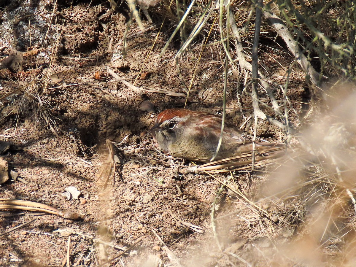 Rufous-crowned Sparrow - ML641931574