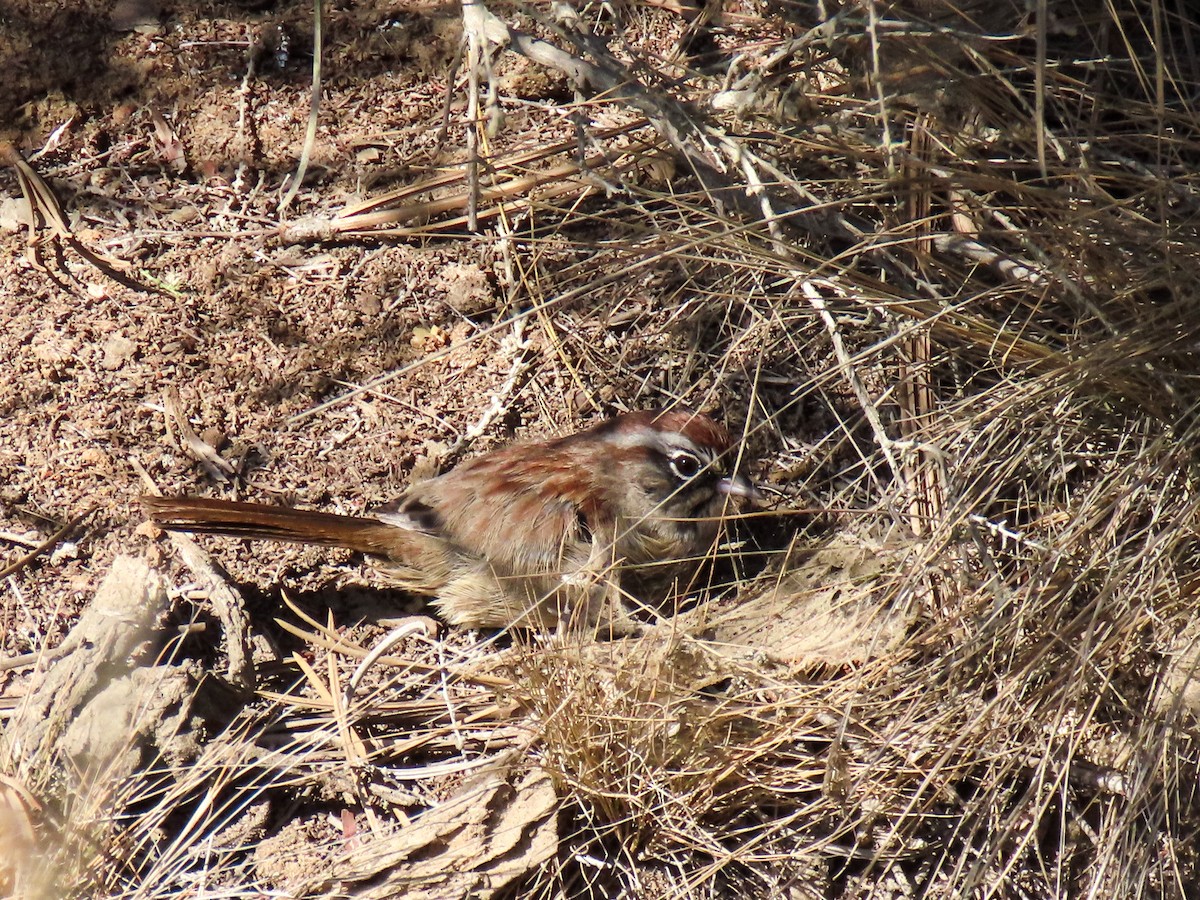 Rufous-crowned Sparrow - ML641931576