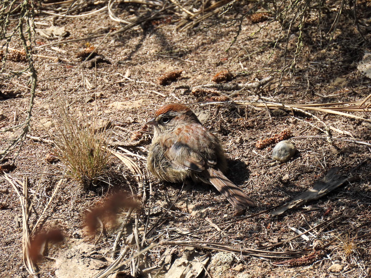 Rufous-crowned Sparrow - ML641931577