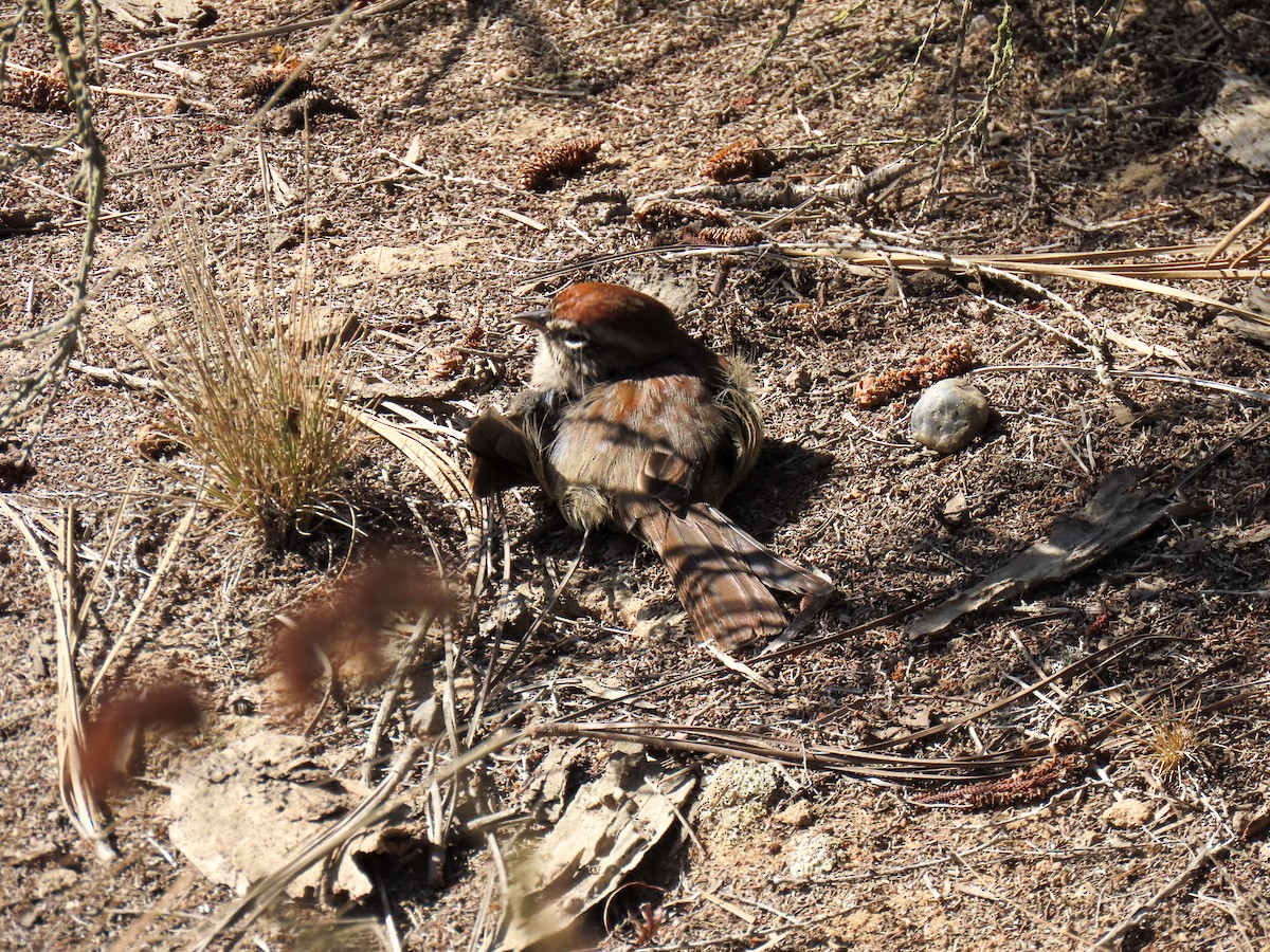 Rufous-crowned Sparrow - ML641931578