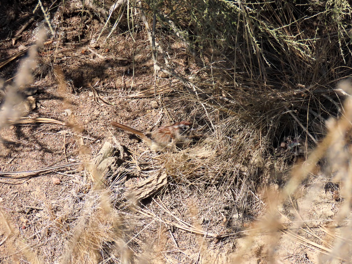 Rufous-crowned Sparrow - ML641931579
