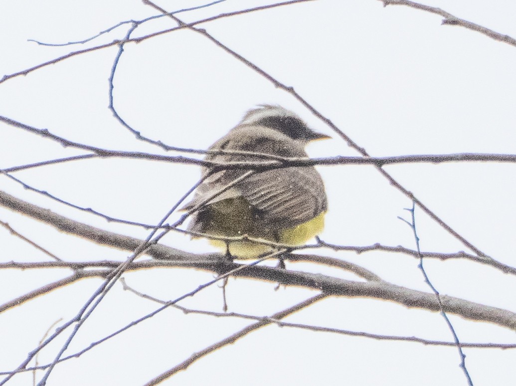 Social Flycatcher - ML641931581