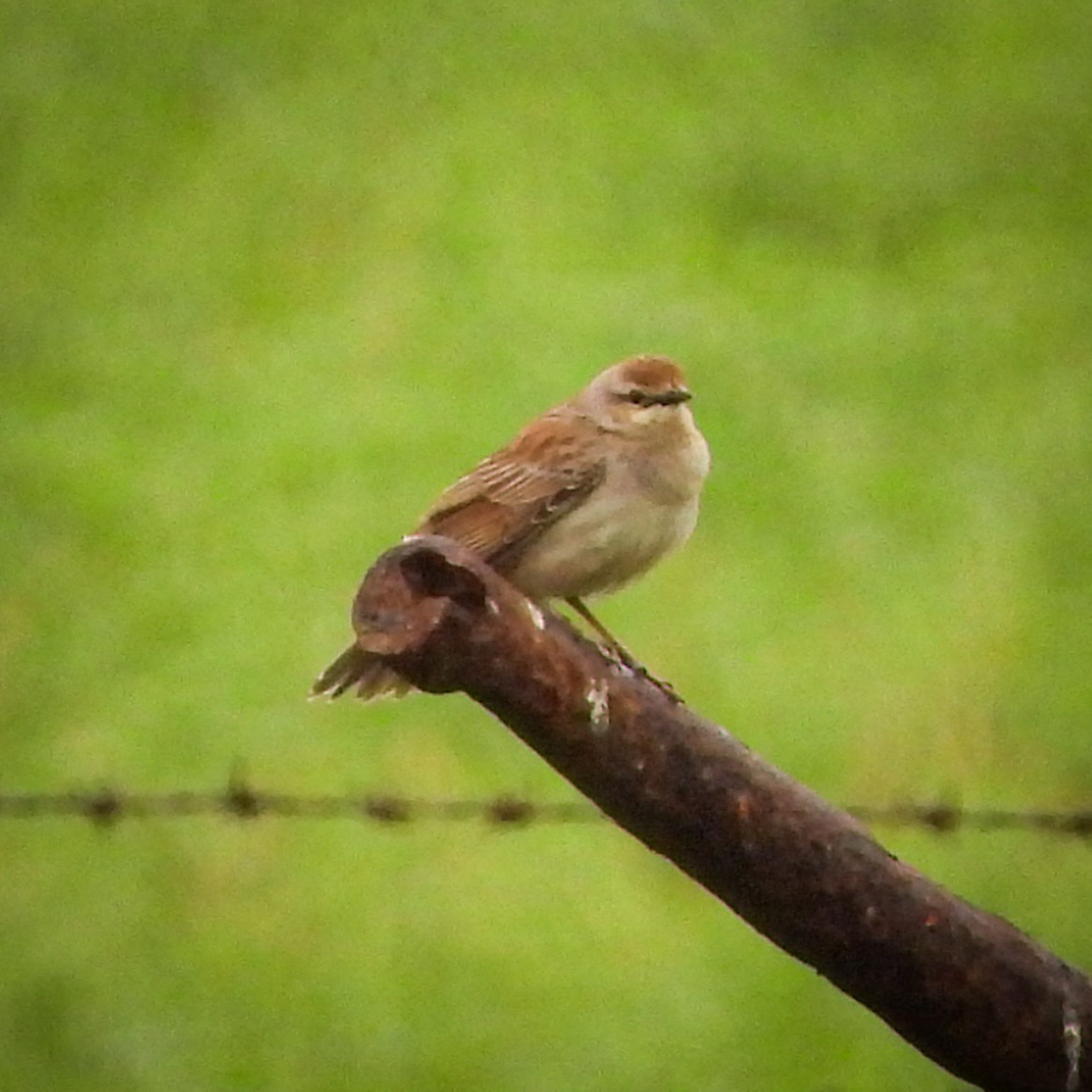 Rufous Songlark - ML641931622