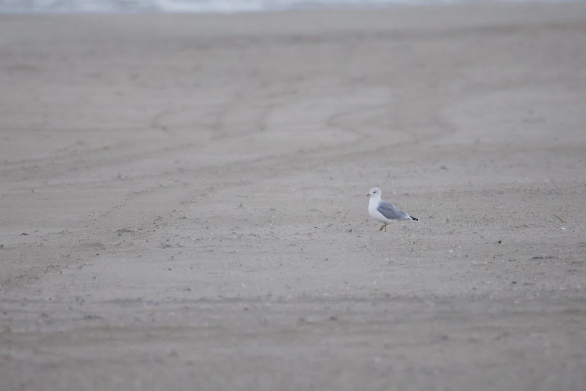 Common Gull - ML641931629
