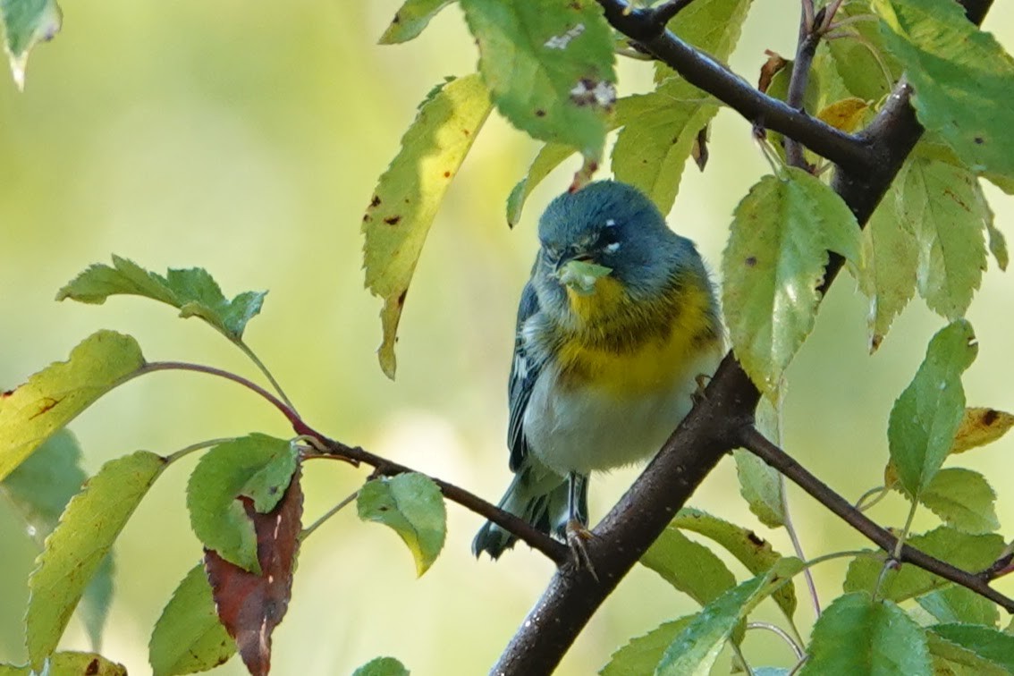 Northern Parula - ML641931631