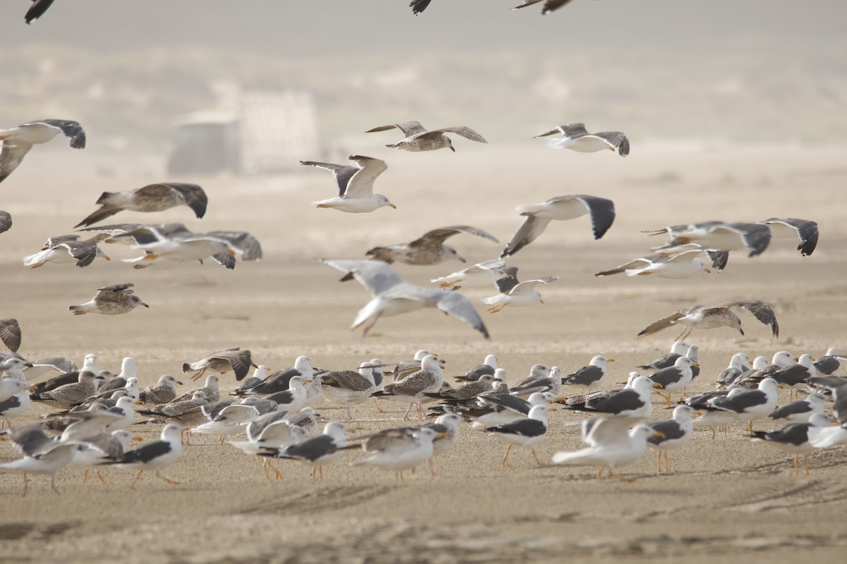 European Herring Gull - ML641931633