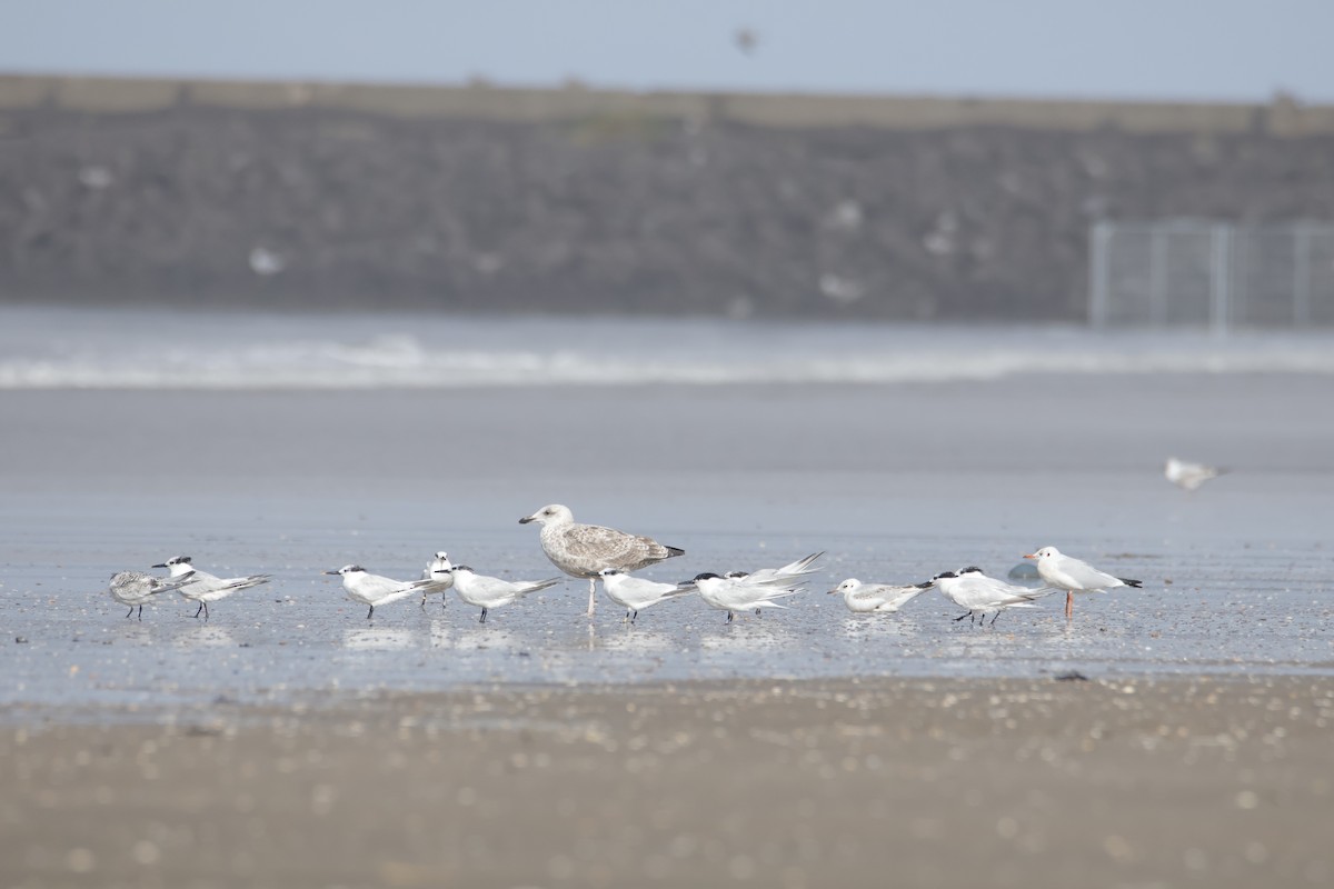 Sandwich Tern - ML641931647