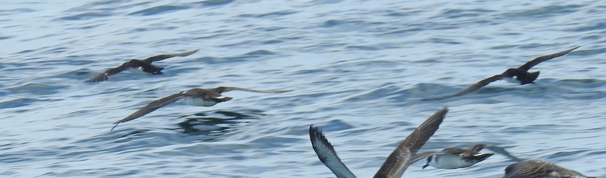 Manx Shearwater - ML641931650
