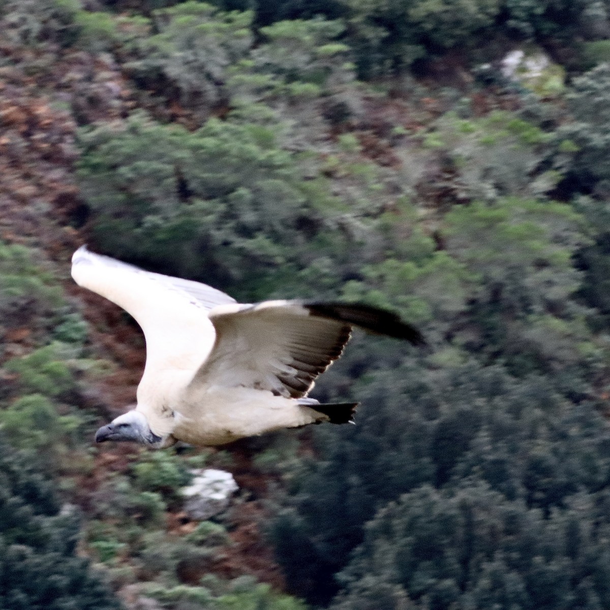 Cape Griffon - ML641931652