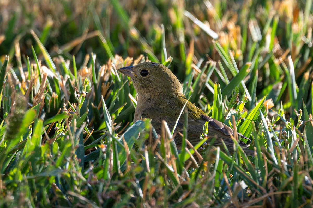 Painted Bunting - ML641931668