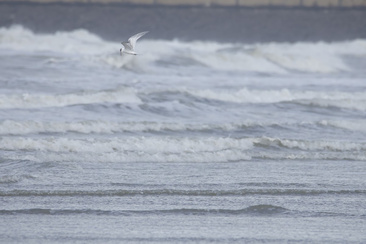 Sandwich Tern - ML641931684
